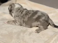 Pluto, a male French Bulldog and American Bully for sale in Wellston, OK – Photo 2 of 6