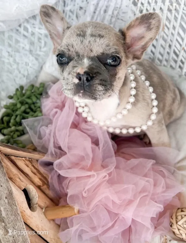 Primrose  – French Bulldog puppy for sale in Wellston, OK