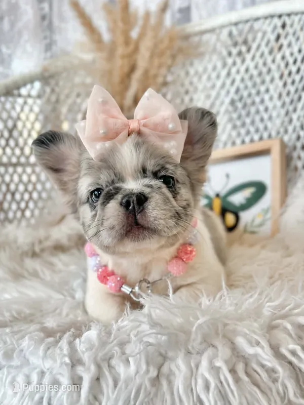 Icey Hott – French Bulldog puppy for sale in Wellston, OK