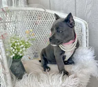 Minnie, a female American Bully for sale in Wellston, OK – 5 of 8