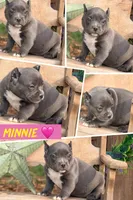 Minnie, a female American Bully for sale in Wellston, OK – 5 of 10