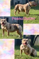 PeanutButter , a female American Bully for sale in Wellston, OK – 4 of 4