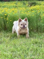 Misty, a female French Bulldog for sale in Wellston, OK – 2 of 8