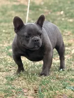 Cowboy, a male French Bulldog for sale in Wellston, OK – 2 of 2