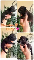 Chocolate Fluffy Girl , a female French Bulldog for sale in Wellston, OK – Photo 1 of 2