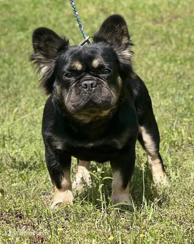 Luna  – French Bulldog puppy for sale in Wellston, OK