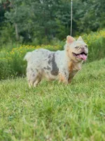 Misty, a female French Bulldog for sale in Wellston, OK – 4 of 8