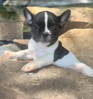 Black Pied boy Lil Rascal , a male French Bulldog for sale in Wellston, OK – 3 of 5