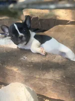 Black Pied boy Lil Rascal , a male French Bulldog for sale in Wellston, OK – 4 of 5