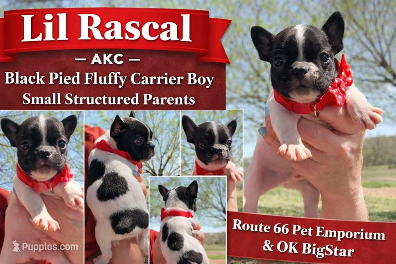 Black Pied boy Lil Rascal  – French Bulldog puppy for sale in Wellston, OK
