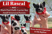 Black Pied boy Lil Rascal , a male French Bulldog for sale in Wellston, OK – Photo 1 of 3