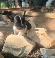Black Pied boy Lil Rascal , a male French Bulldog for sale in Wellston, OK – 5 of 5