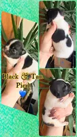 White and Black Pied boy , a male French Bulldog for sale in Wellston, OK – Photo 1 of 2