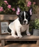 Black Pied boy Lil Rascal , a male French Bulldog for sale in Wellston, OK – 1 of 5