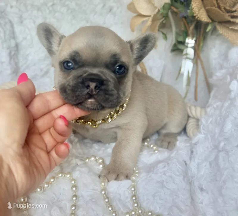 Reno – French Bulldog puppy for sale in Wellston, OK