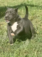 Minnie, a female American Bully for sale in Wellston, OK – 7 of 10