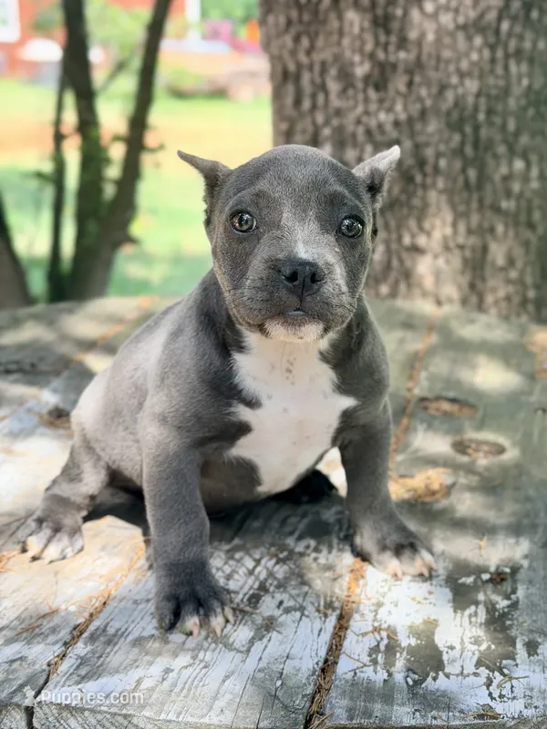 Minnie – American Bully puppy for sale in Wellston, OK