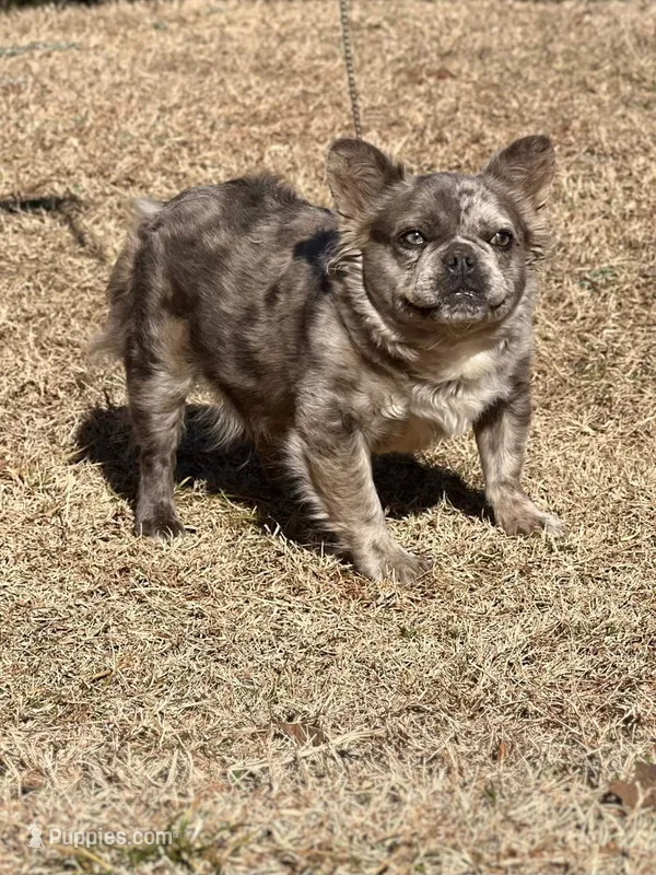Natabo – French Bulldog puppy for sale in Wellston, OK
