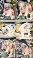 Icey Hott, a female French Bulldog for sale in Wellston, OK – 4 of 5