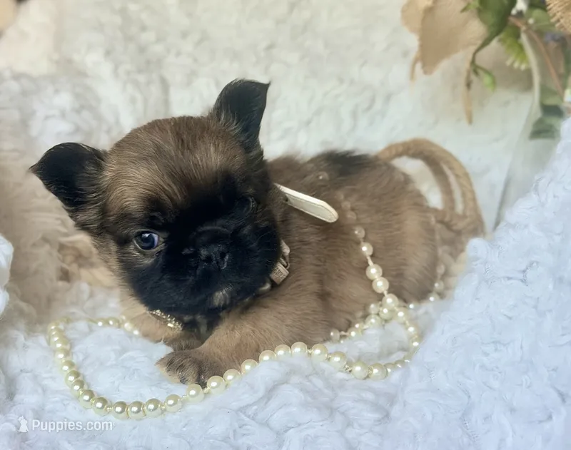 Goldie Fawn FLUFFY – French Bulldog puppy for sale in Wellston, OK
