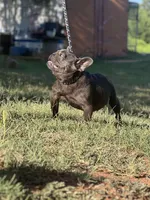 Blue Genie , a female French Bulldog for sale in Wellston, OK – 2 of 3