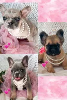 Hazel, a female French Bulldog for sale in Wellston, OK – 2 of 4