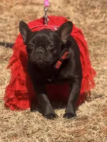 Lady Luck , a female French Bulldog for sale in Wellston, OK – 2 of 4