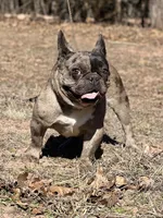 Roxxxy, a female French Bulldog for sale in Wellston, OK – Photo 2 of 6