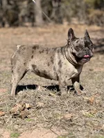 Roxxxy, a female French Bulldog for sale in Wellston, OK – Photo 5 of 6