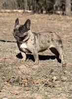 Roxxxy, a female French Bulldog for sale in Wellston, OK – Photo 6 of 6