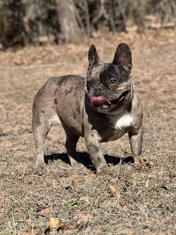 Roxxxy – French Bulldog puppy for sale in Wellston, OK