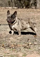 Roxxxy, a female French Bulldog for sale in Wellston, OK – Photo 4 of 6