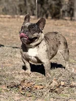 Roxxxy, a female French Bulldog for sale in Wellston, OK – Photo 3 of 6
