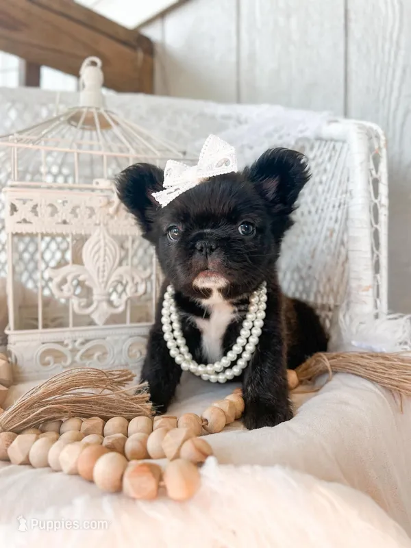 Midnight Melody FLUFFY – French Bulldog puppy for sale in Wellston, OK