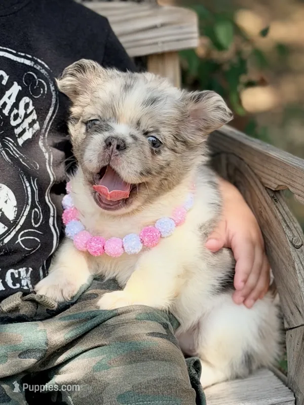 Icey Hott – French Bulldog puppy for sale in Wellston, OK
