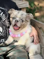 Icey Hott, a female French Bulldog for sale in Wellston, OK – 1 of 5