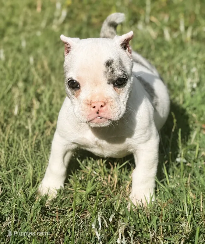 Daphne – American Bully puppy for sale in Wellston, OK