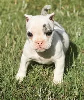 Daphne, a female American Bully for sale in Wellston, OK – 1 of 9