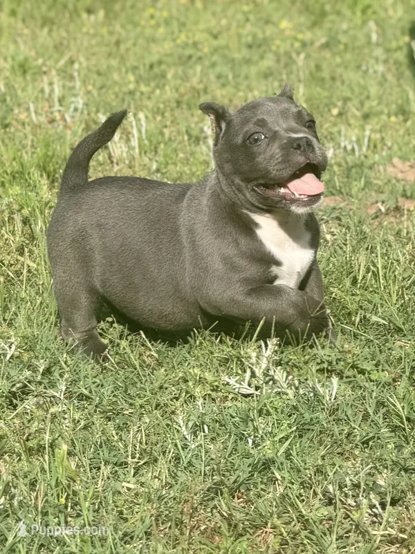Minnie – American Bully puppy for sale in Wellston, OK