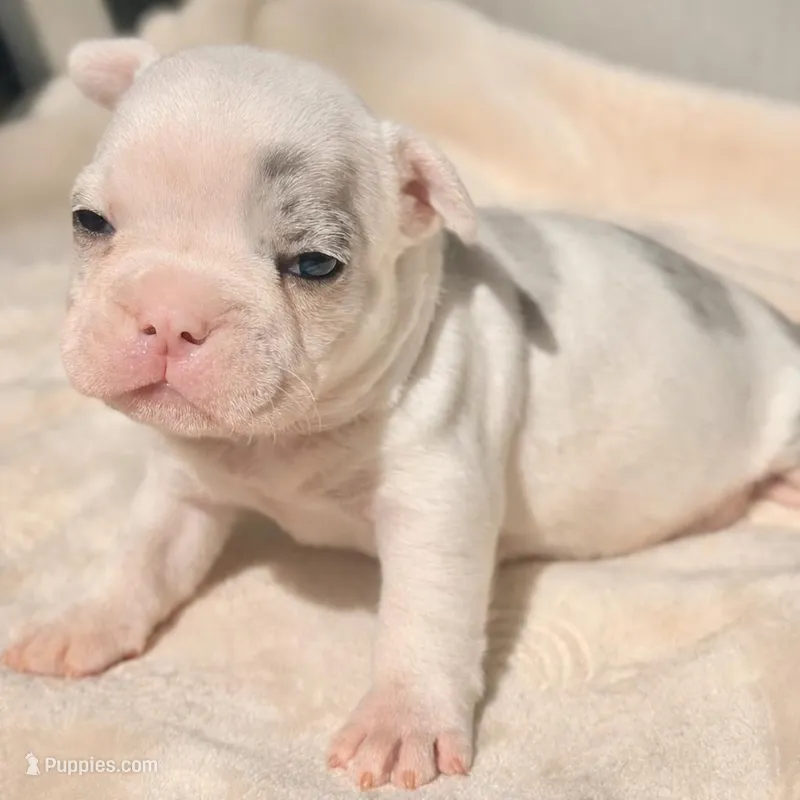 Daphne – French Bulldog, American Bully puppy for sale in Wellston, OK