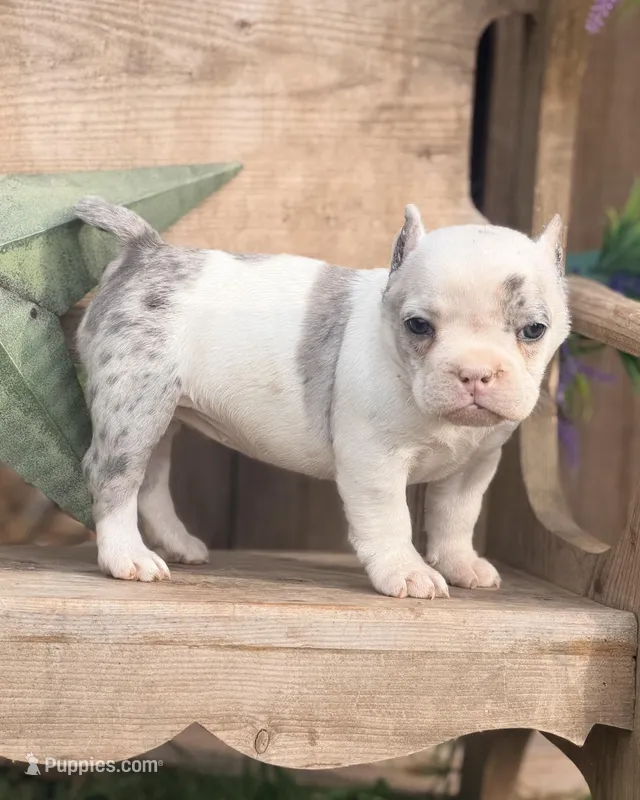 Daphne – French Bulldog, American Bully puppy for sale in Wellston, OK