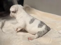 Daphne, a female French Bulldog and American Bully for sale in Wellston, OK – Photo 6 of 6