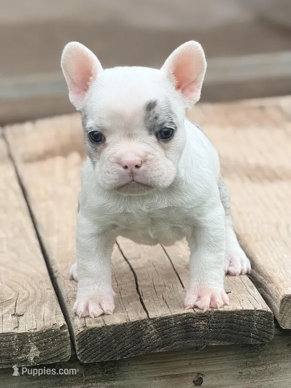 Daphne – French Bulldog, American Bully puppy for sale in Wellston, OK