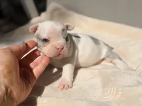 Daphne, a female French Bulldog and American Bully for sale in Wellston, OK – Photo 5 of 6