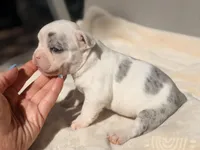 Daphne, a female French Bulldog and American Bully for sale in Wellston, OK – Photo 4 of 6