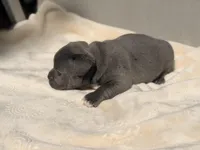 Minnie, a female French Bulldog and American Bully for sale in Wellston, OK – Photo 4 of 6