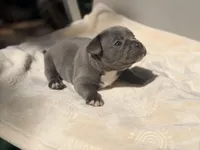 Minnie, a female French Bulldog and American Bully for sale in Wellston, OK – Photo 2 of 6