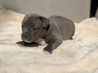 Minnie, a female French Bulldog and American Bully for sale in Wellston, OK – Photo 5 of 6