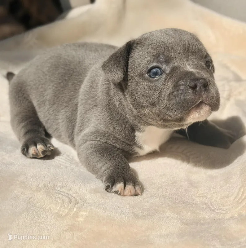 Minnie – French Bulldog, American Bully puppy for sale in Wellston, OK