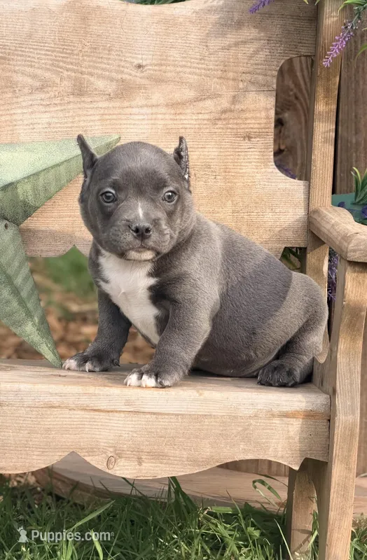 Minnie – French Bulldog, American Bully puppy for sale in Wellston, OK